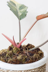 Philodendron caramel marble